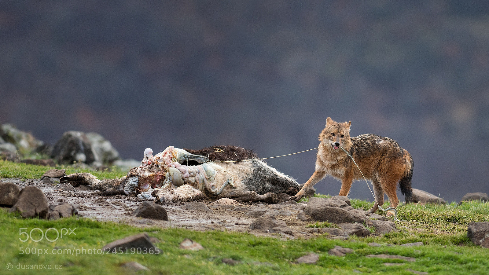 Nikon D500 sample photo. Jackal's dinner photography