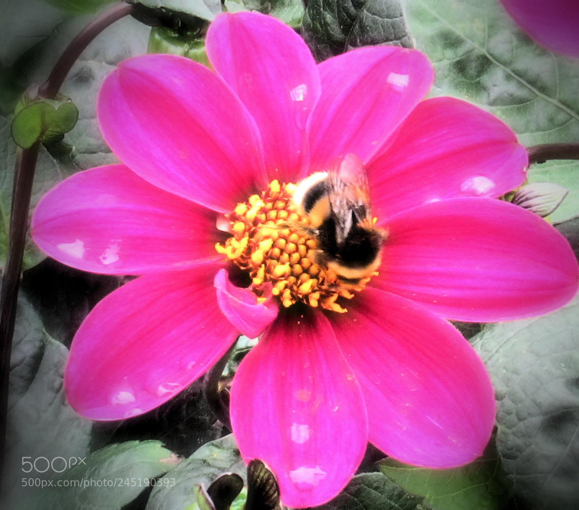Canon PowerShot SX620 HS sample photo. Flower with bee photography