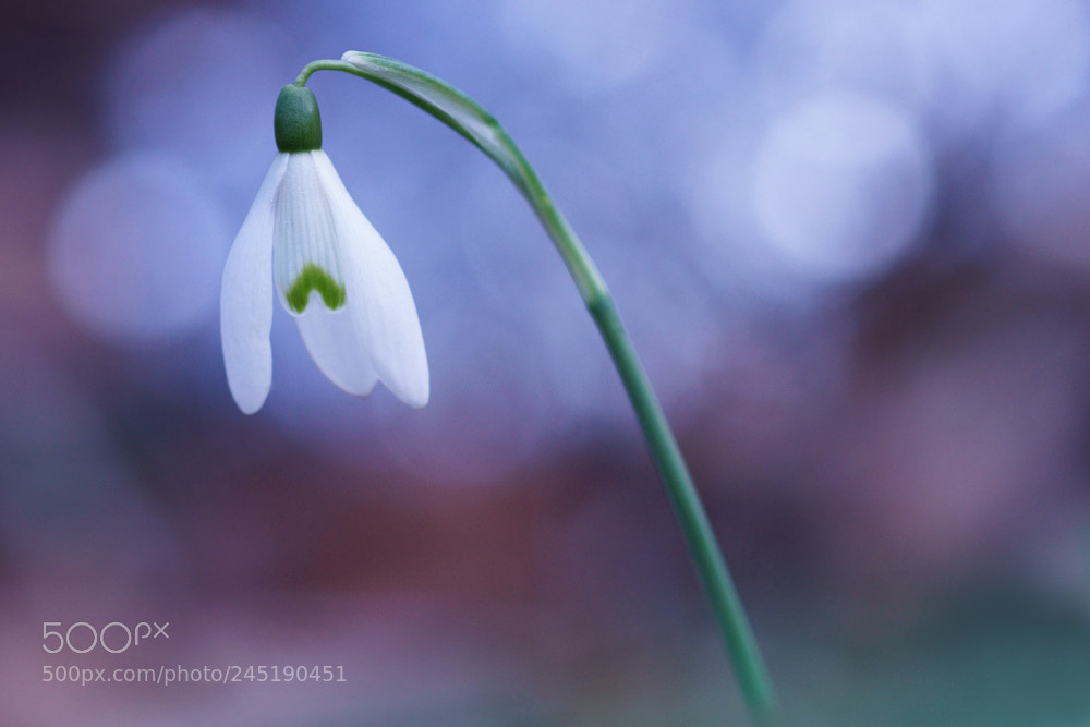 Sony ILCA-77M2 sample photo. Standing alone photography