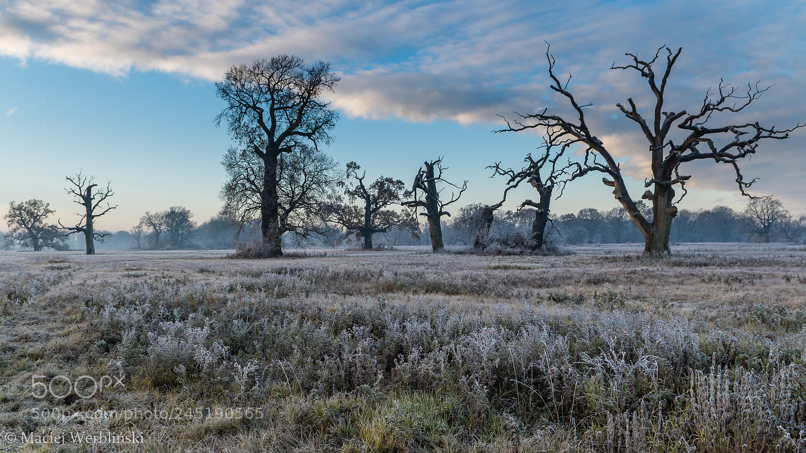 Pentax K-50 sample photo. Frozen meadow photography