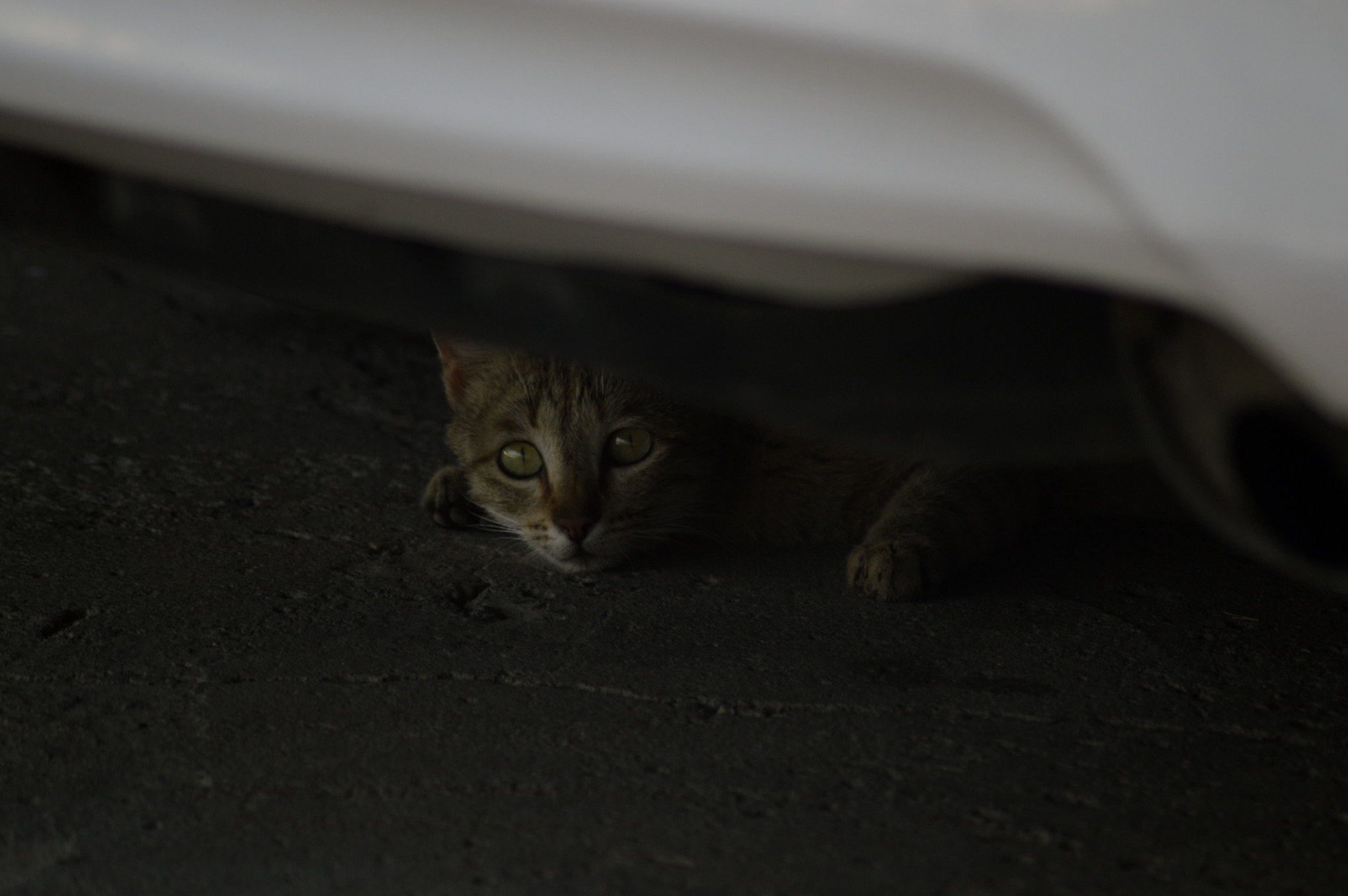 Nikon D3200 + Nikon AF Nikkor 70-300mm F4-5.6G sample photo. Cat under car ! ( follow me please) photography