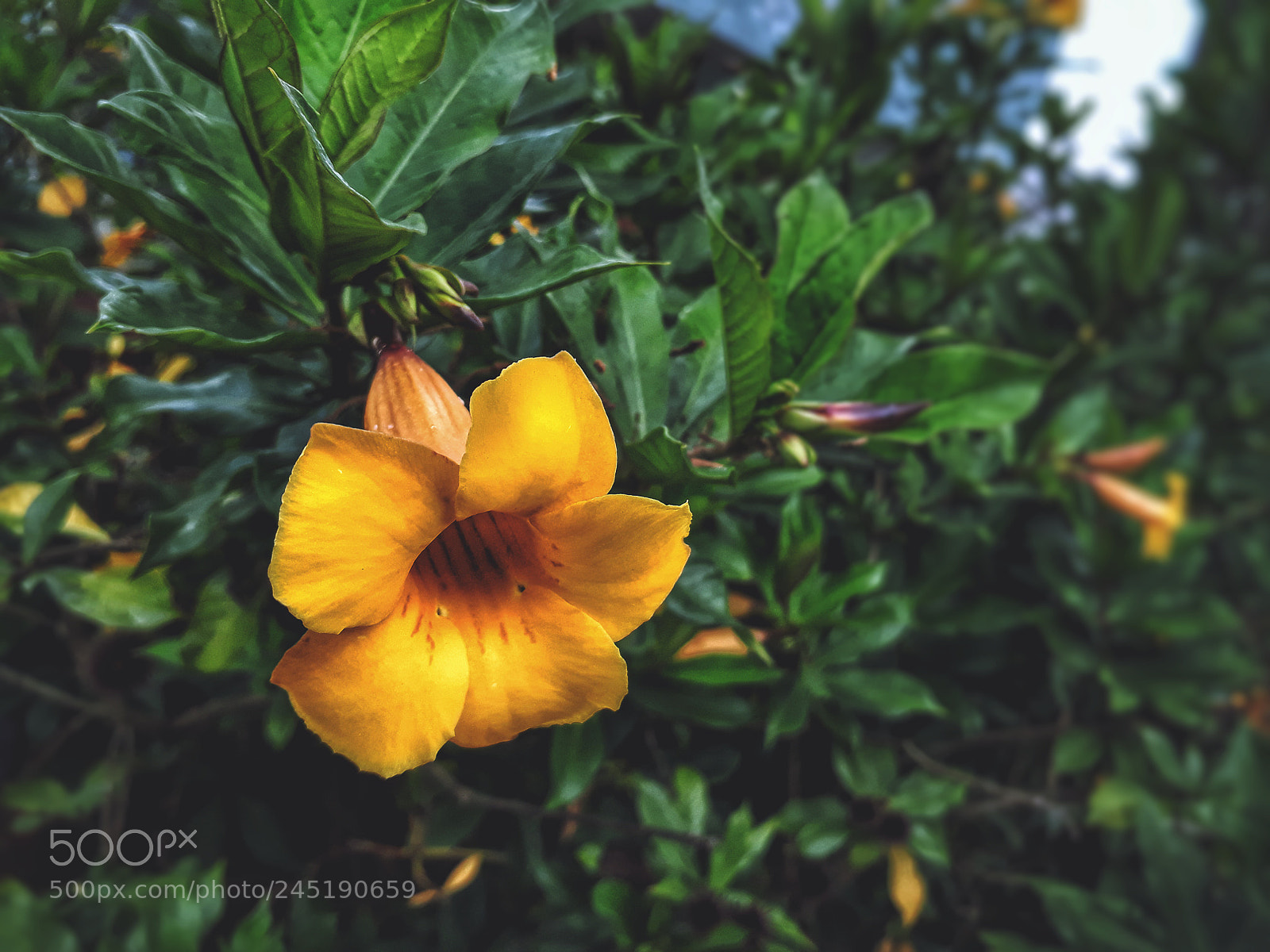 Samsung Galaxy J7 Prime sample photo. Allamanda schottii photography