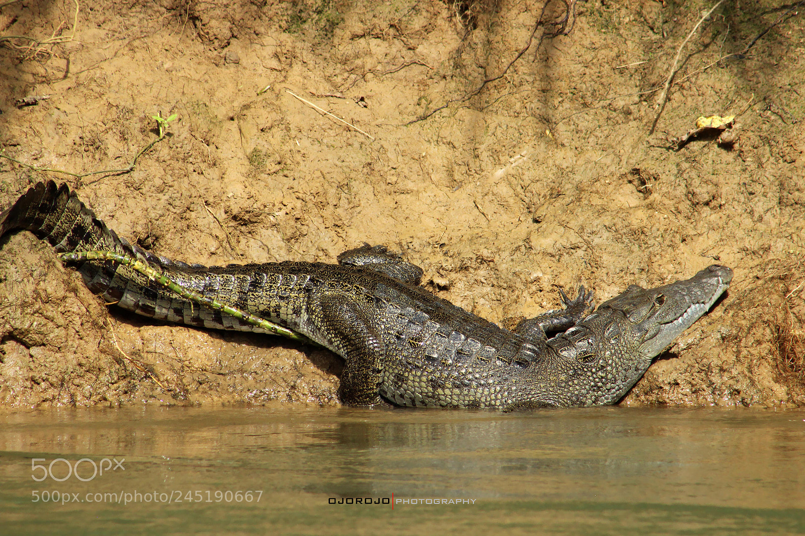 Canon EOS 600D (Rebel EOS T3i / EOS Kiss X5) sample photo. Crocodile photography