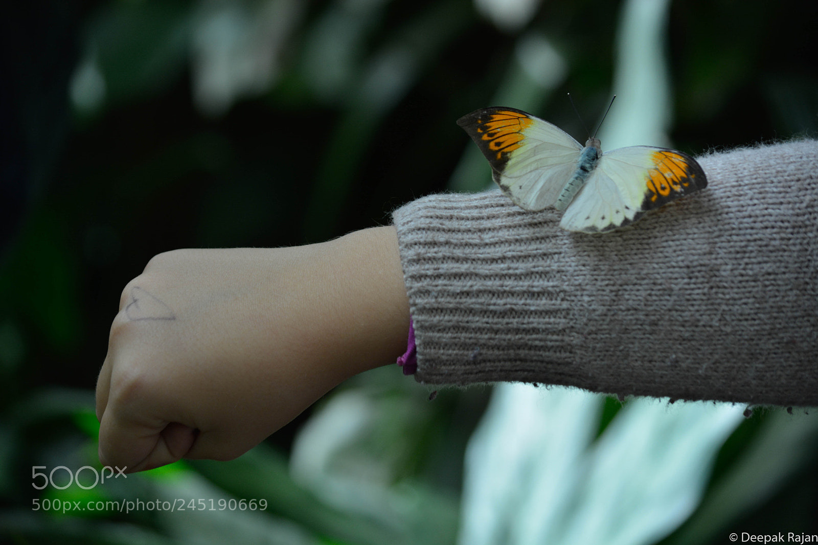 Nikon D5200 sample photo. Untitled photography