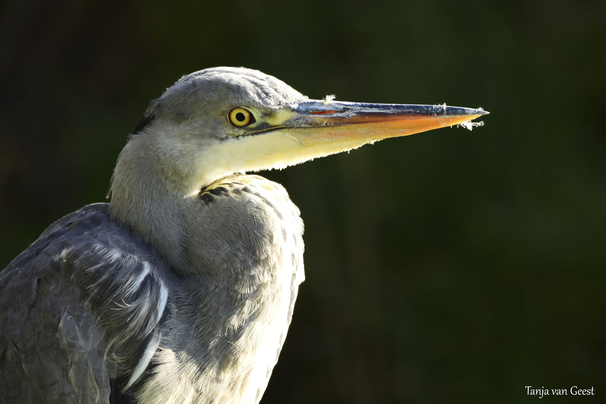 Nikon D5500 + Sigma 150-600mm F5-6.3 DG OS HSM | C sample photo. Grey heron photography