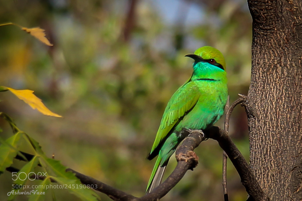 Canon EOS 1200D (EOS Rebel T5 / EOS Kiss X70 / EOS Hi) sample photo. Green bee eater photography