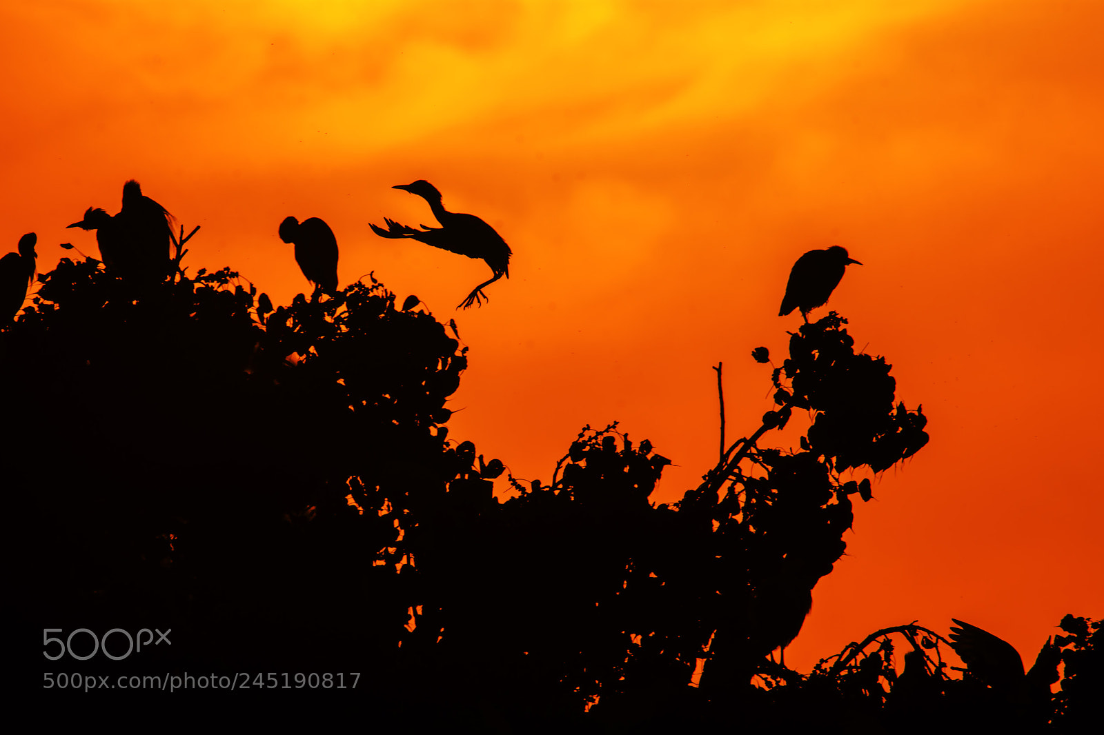 Nikon D7200 sample photo. Bird at sunset photography