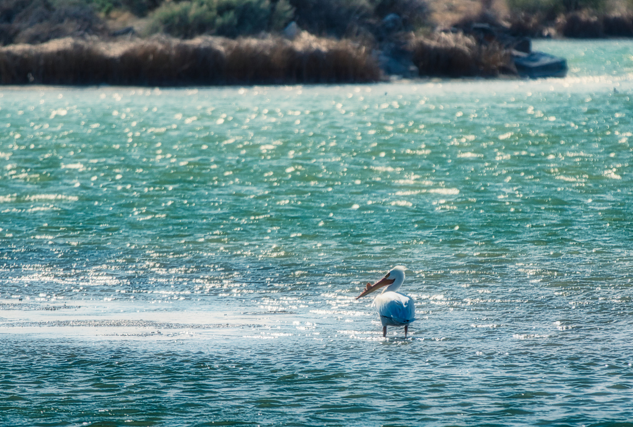 Canon EF 70-200mm F2.8L IS II USM sample photo. Pelican photography