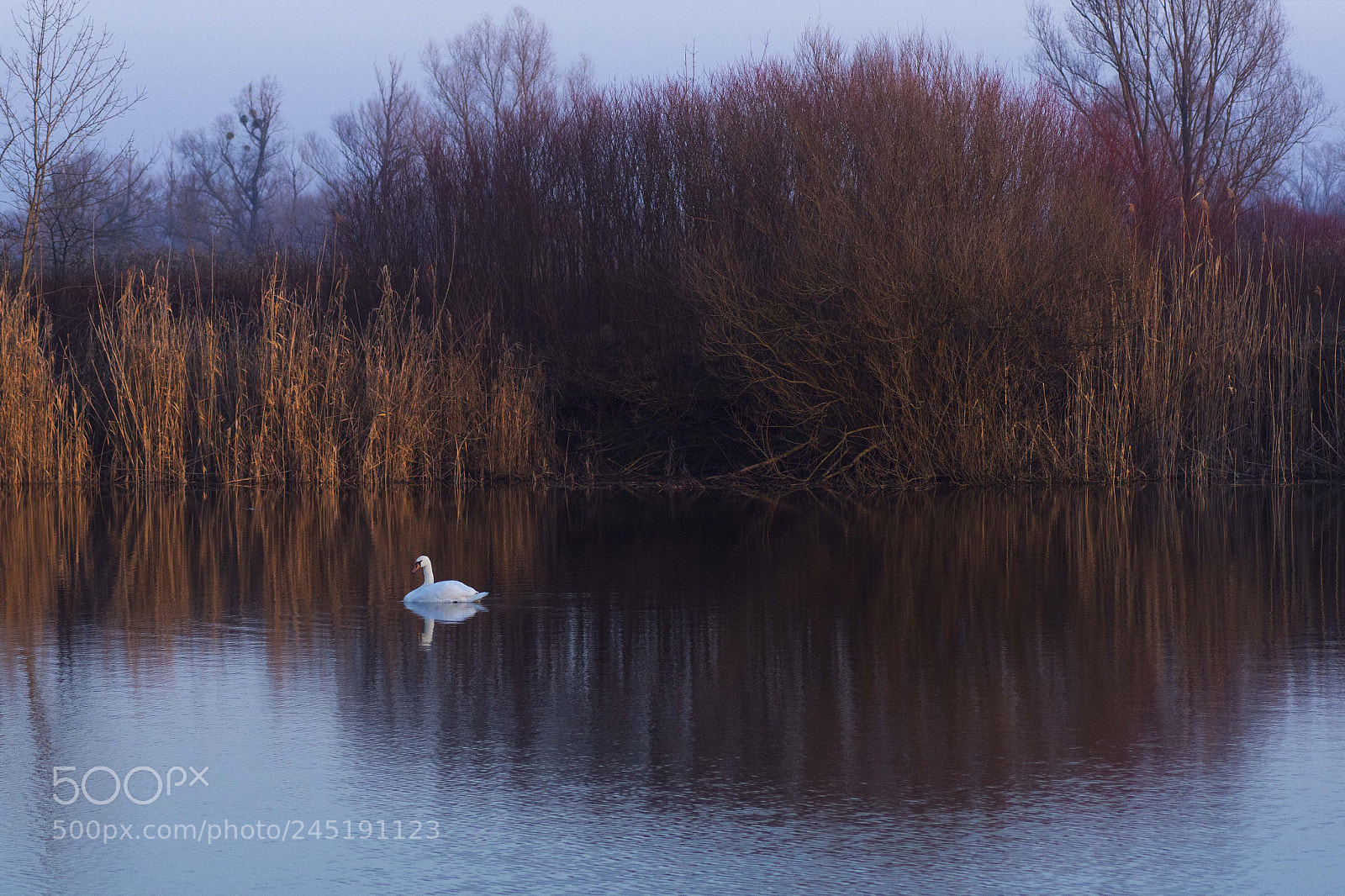 Sony SLT-A68 sample photo. Swan photography