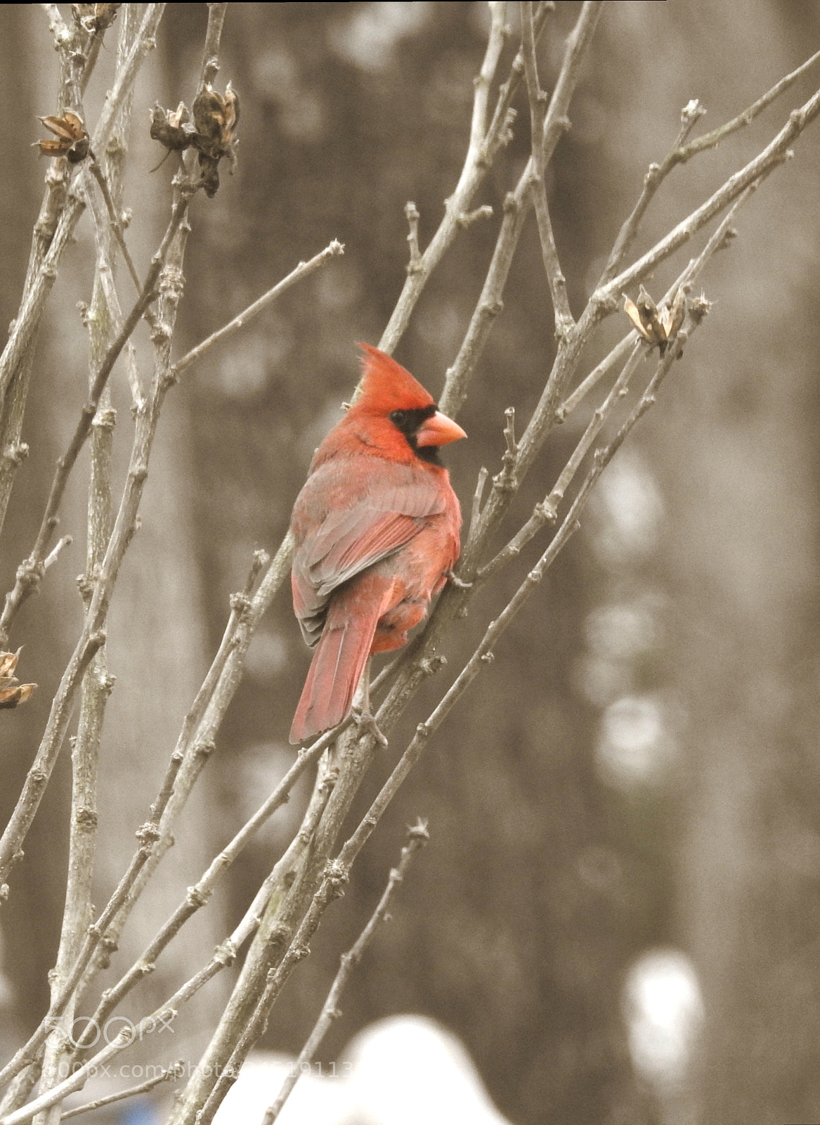 Nikon Coolpix P900 sample photo. Cardinal1 photography