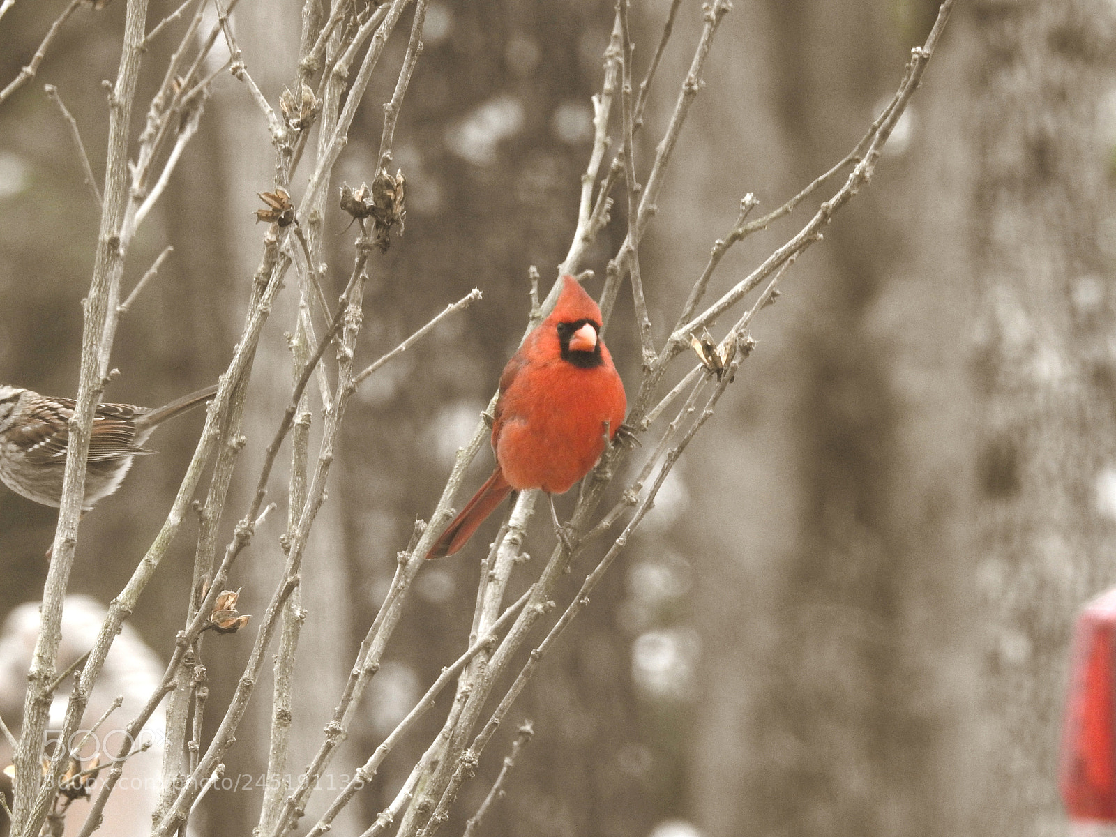 Nikon Coolpix P900 sample photo. Cardinal2 photography