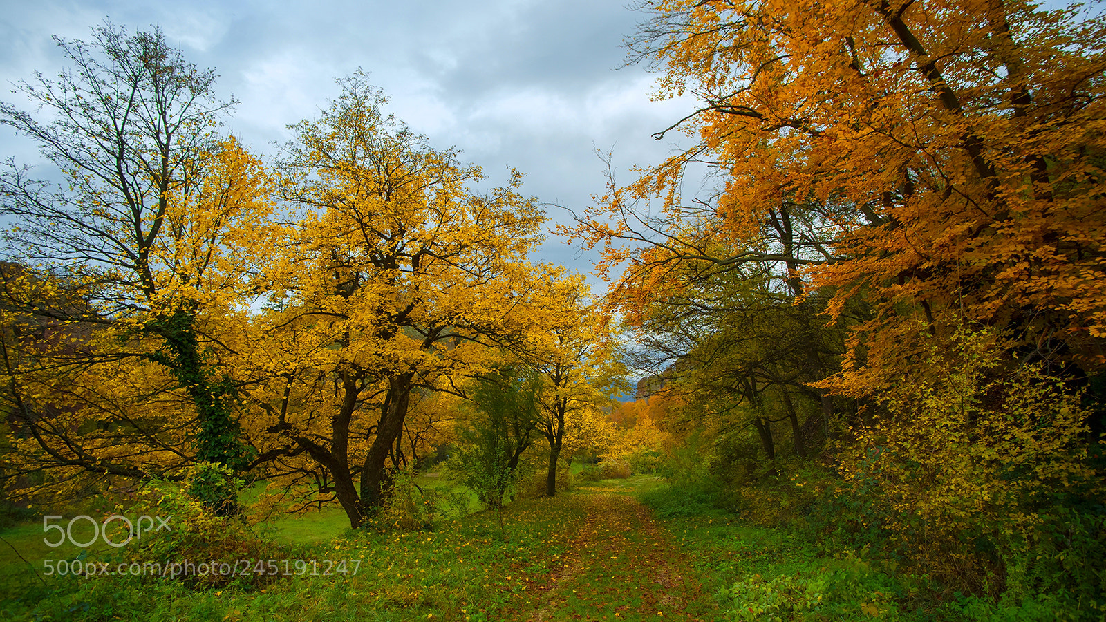 Sony Alpha DSLR-A850 sample photo. Autumn forest 25 photography