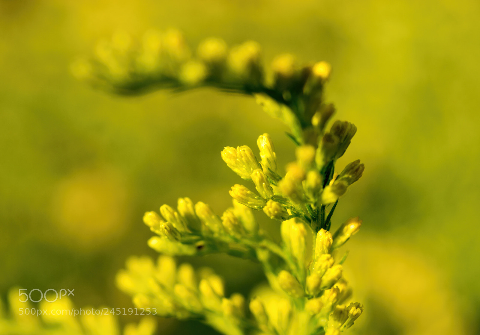 Sony SLT-A68 sample photo. A lot of yellow photography