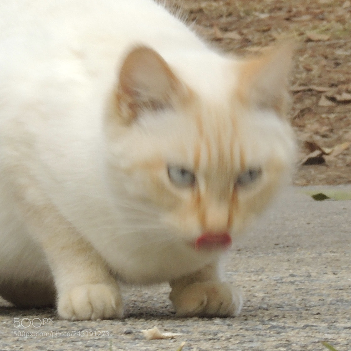 Nikon Coolpix P510 sample photo. Kitty lick lips after photography
