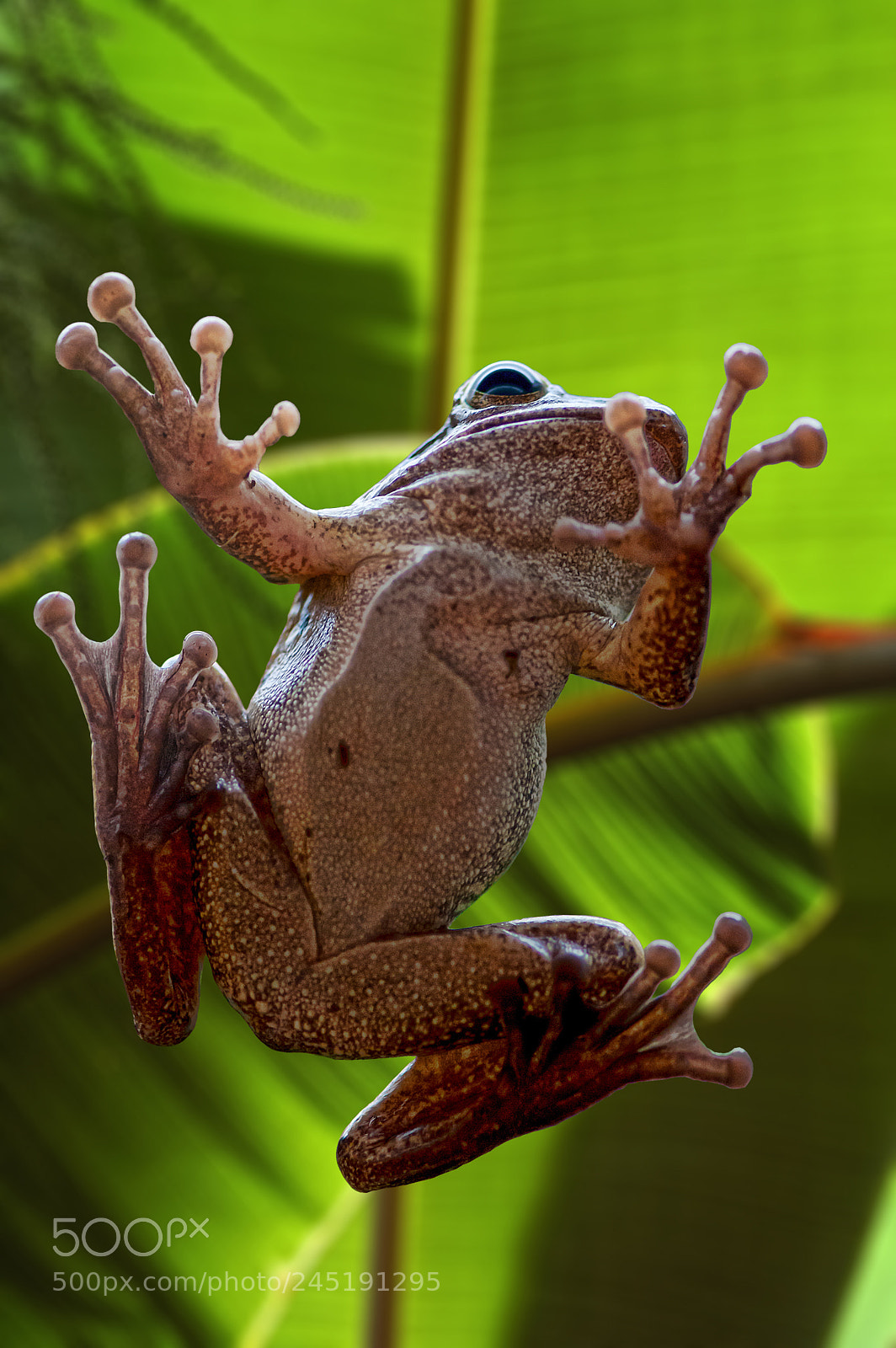Nikon D70 sample photo. Frog photography