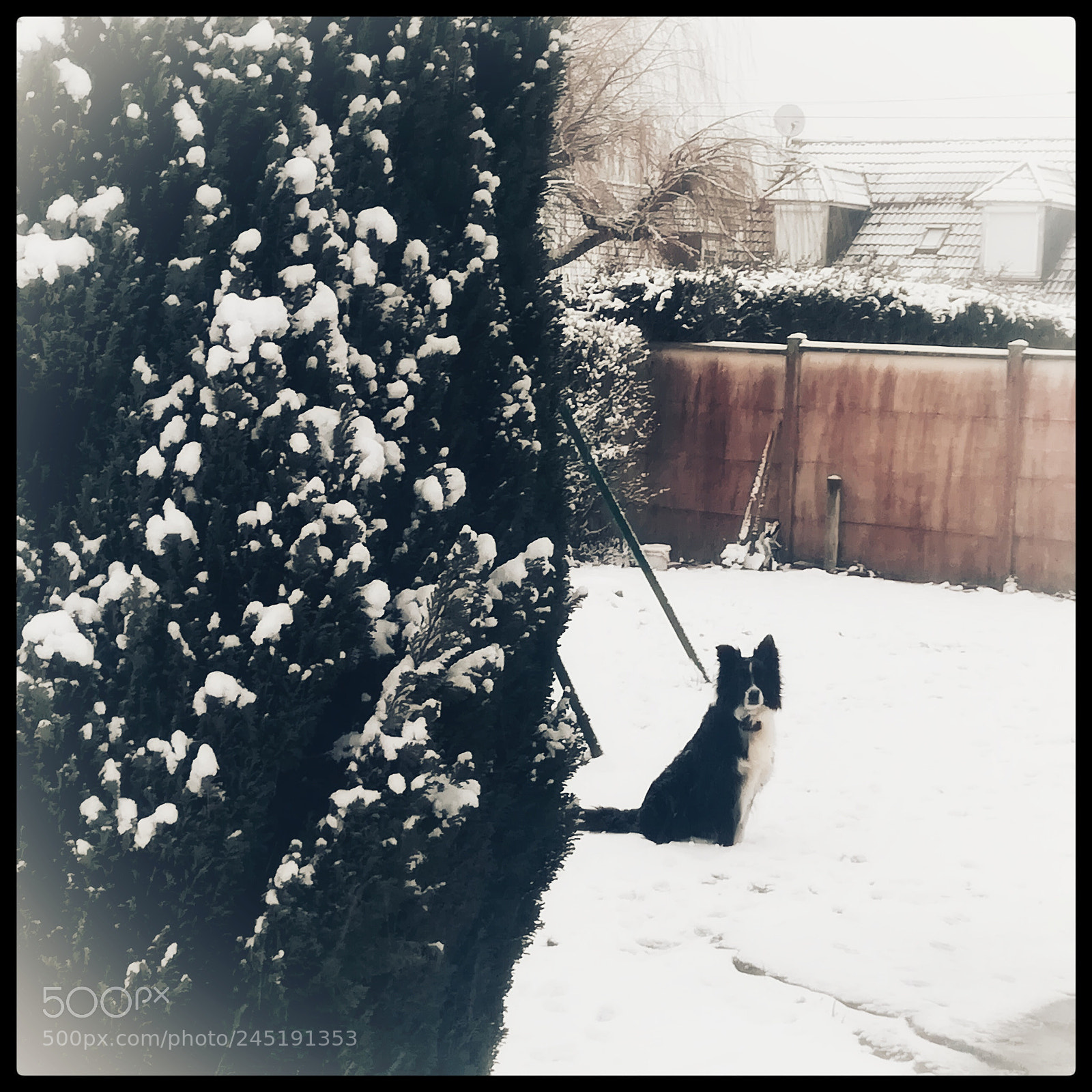 HUAWEI PRA-LX1 sample photo. A little snow wolf photography
