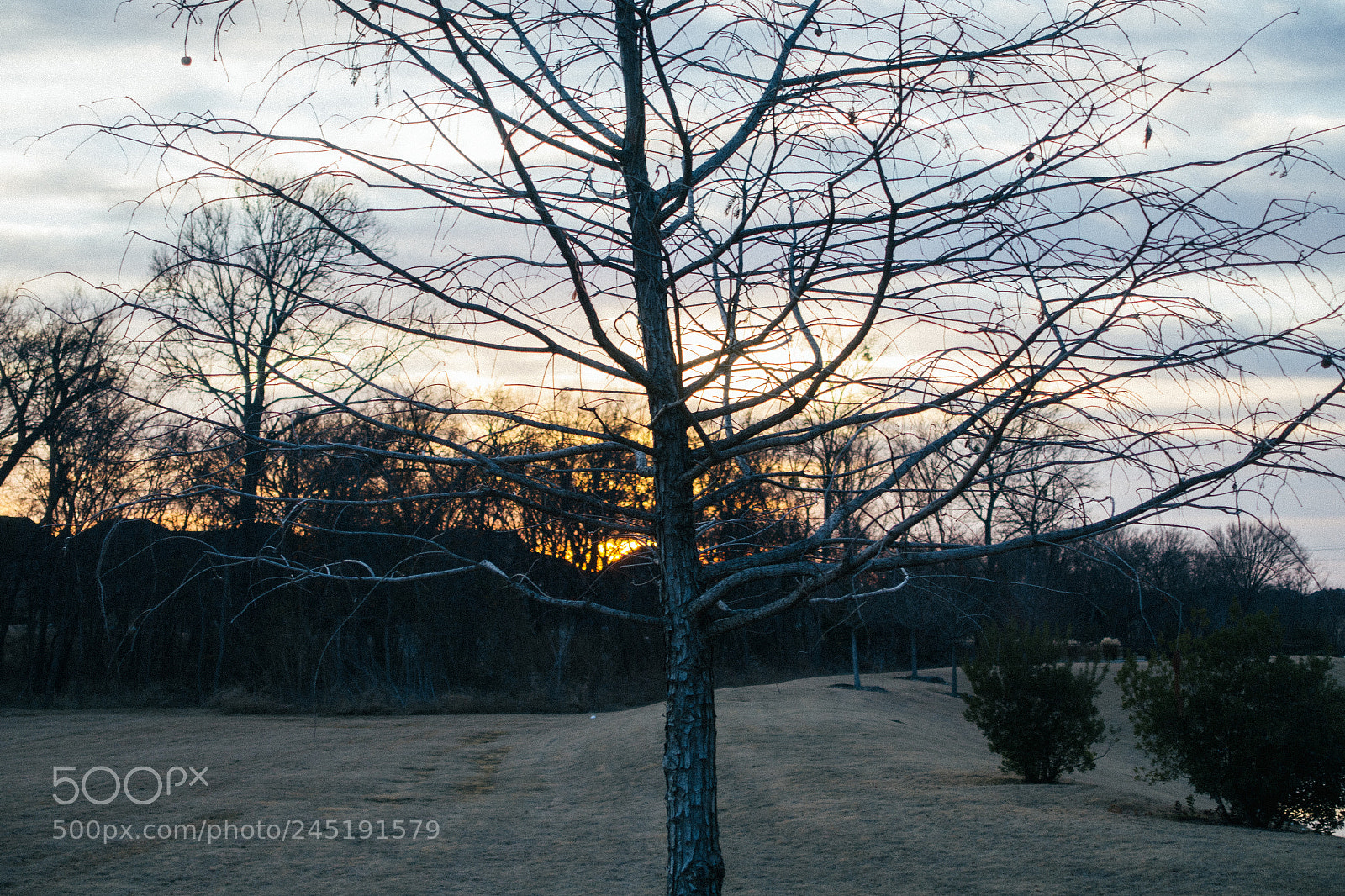 Sony Cyber-shot DSC-RX100 III sample photo. Dead tree in texas. photography