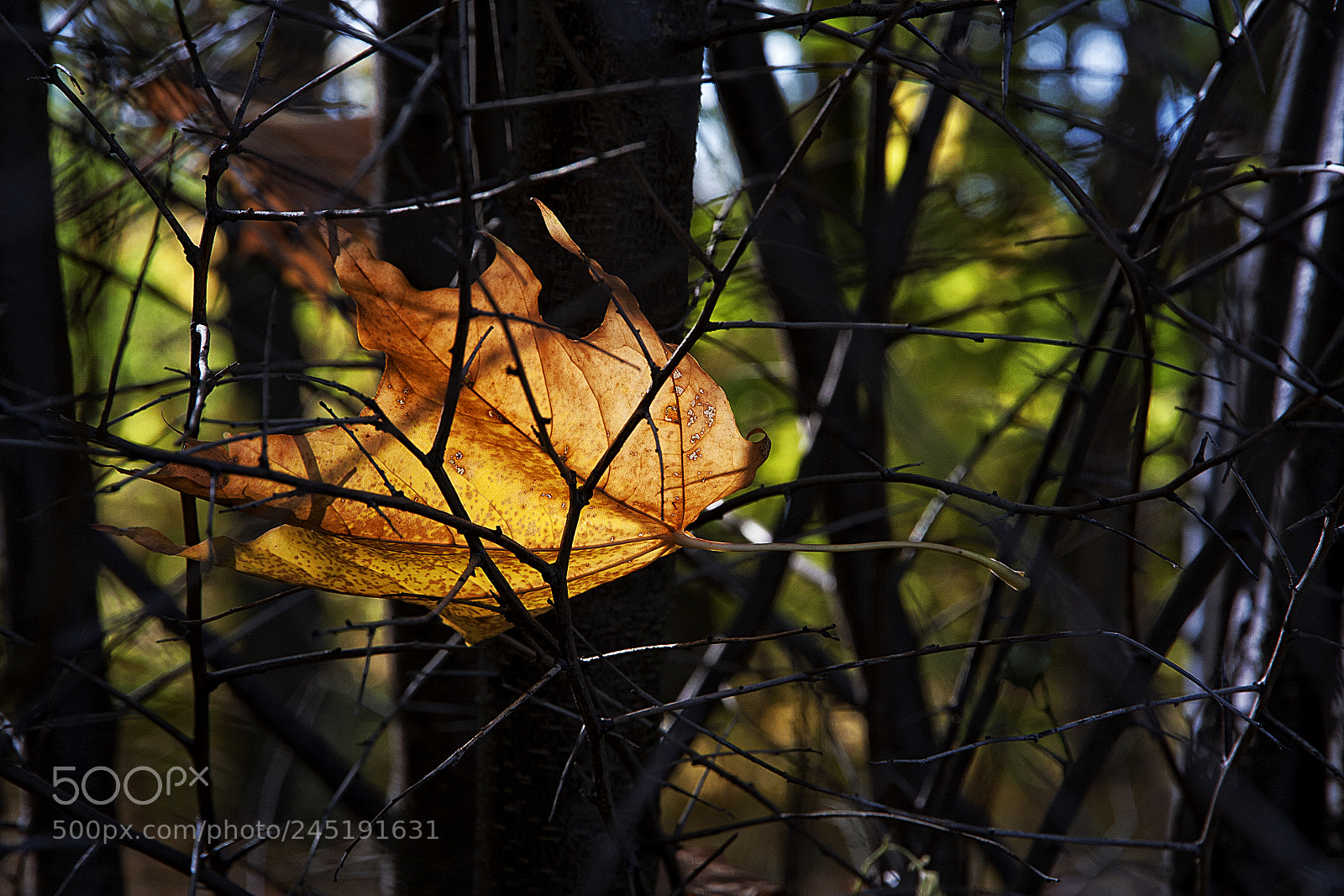 Canon EOS 40D sample photo. The lantern of the photography