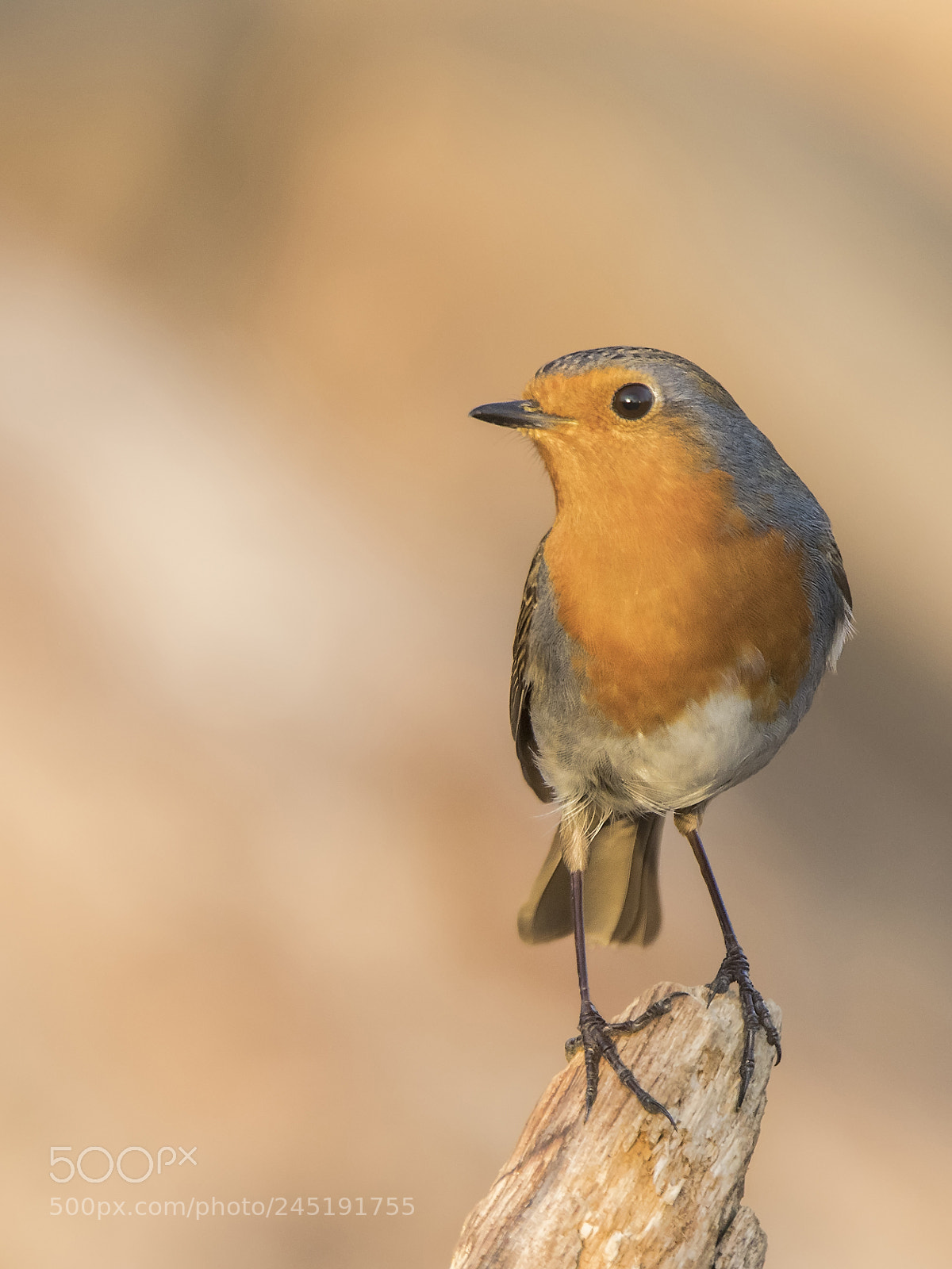 Canon EOS 7D Mark II sample photo. ..robin.. photography