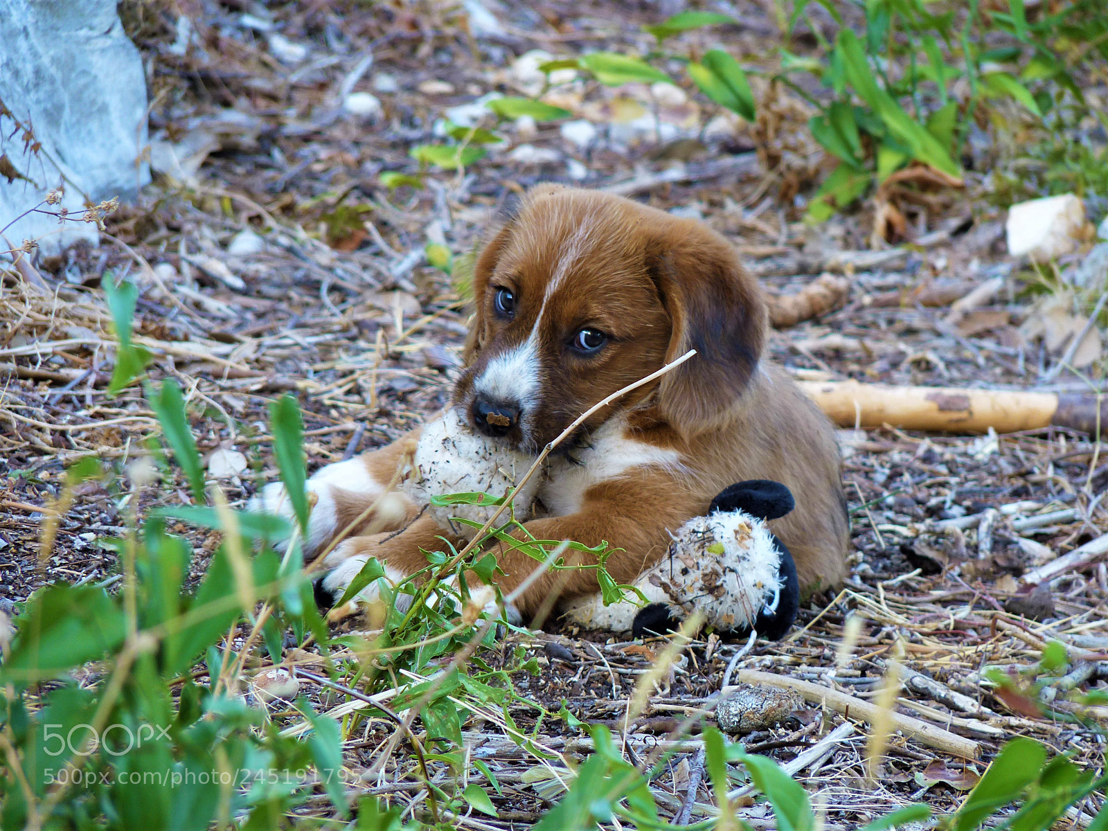 Panasonic Lumix DMC-FZ35 (Lumix DMC-FZ38) sample photo. Puppy's new toy photography