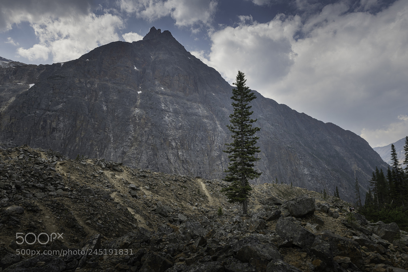 Nikon D810 sample photo. Lone tree by the photography