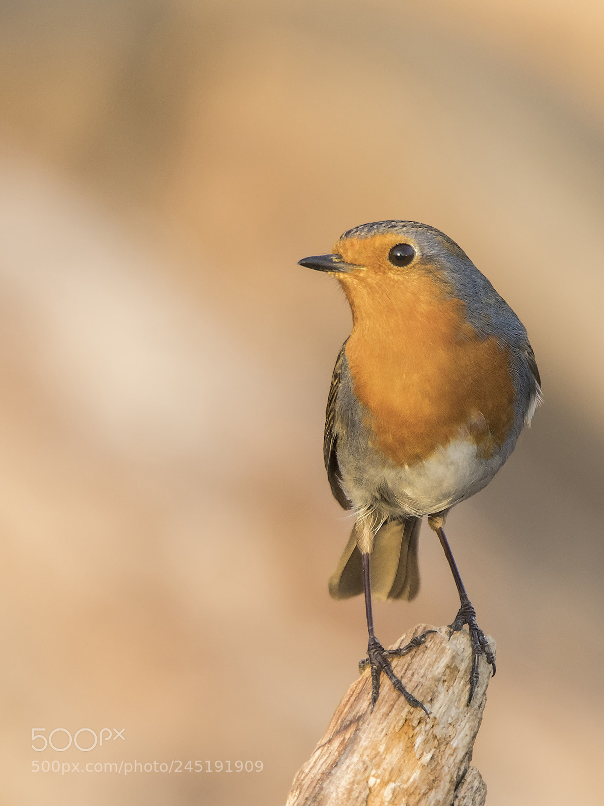 Canon EOS 7D Mark II sample photo. ..robin.. photography