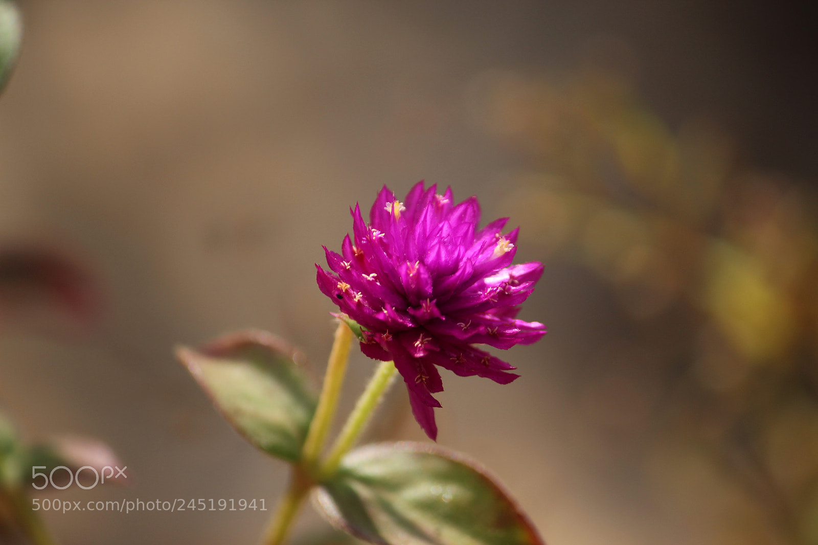 Canon EF-S 55-250mm F4-5.6 IS II sample photo. Pinkish photography