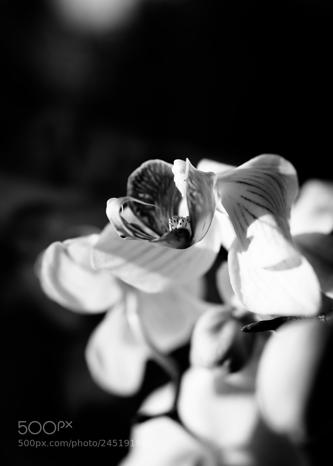 Canon EOS 60D sample photo. Orchid photography