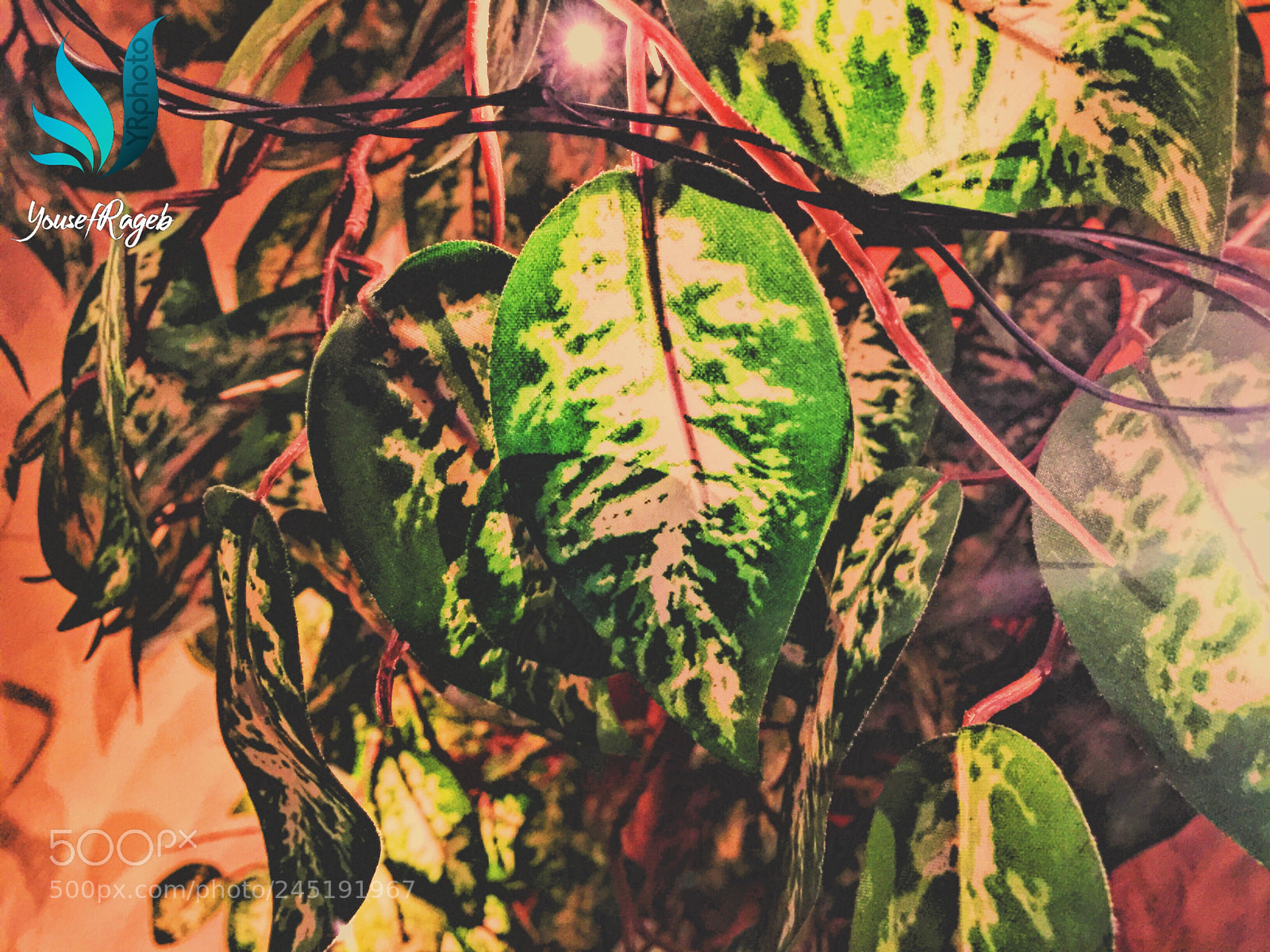 Apple iPhone 6 Plus sample photo. Untitled photography