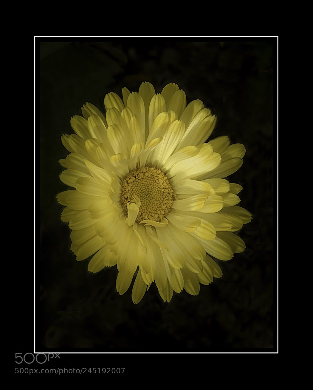 Canon PowerShot SX60 HS sample photo. Bringing a little sunshine photography
