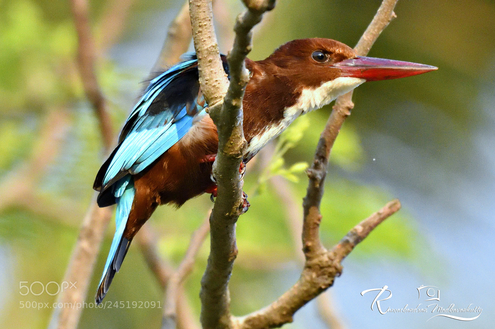 Nikon D500 sample photo. White-throated king fisher photography