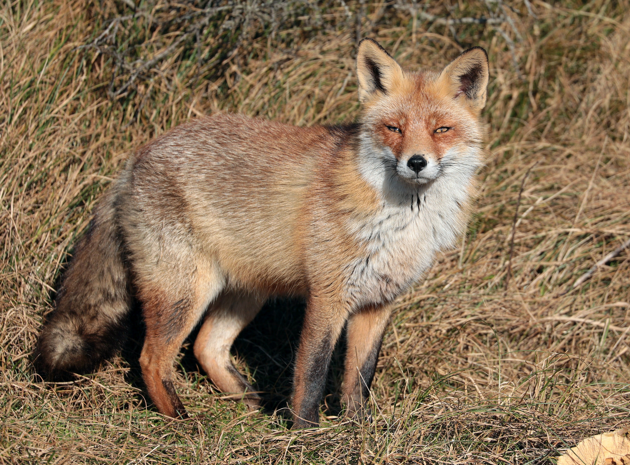 Canon EOS 5D Mark IV + Canon EF 100-400mm F4.5-5.6L IS II USM sample photo. Red fox photography