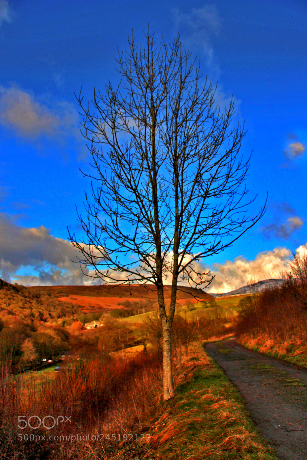 Canon EOS 100D (EOS Rebel SL1 / EOS Kiss X7) sample photo. Winter tree, hayfield, derbyshire. photography