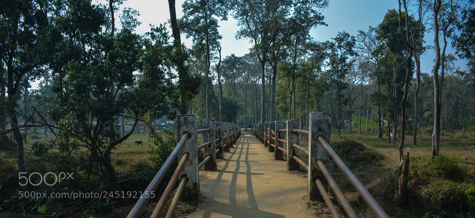 Nikon D5200 sample photo. Bridge photography