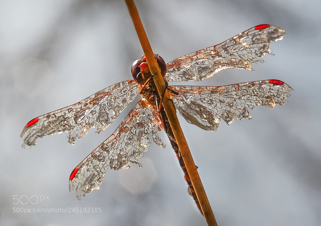 Nikon D7100 sample photo. Daragonfly photography
