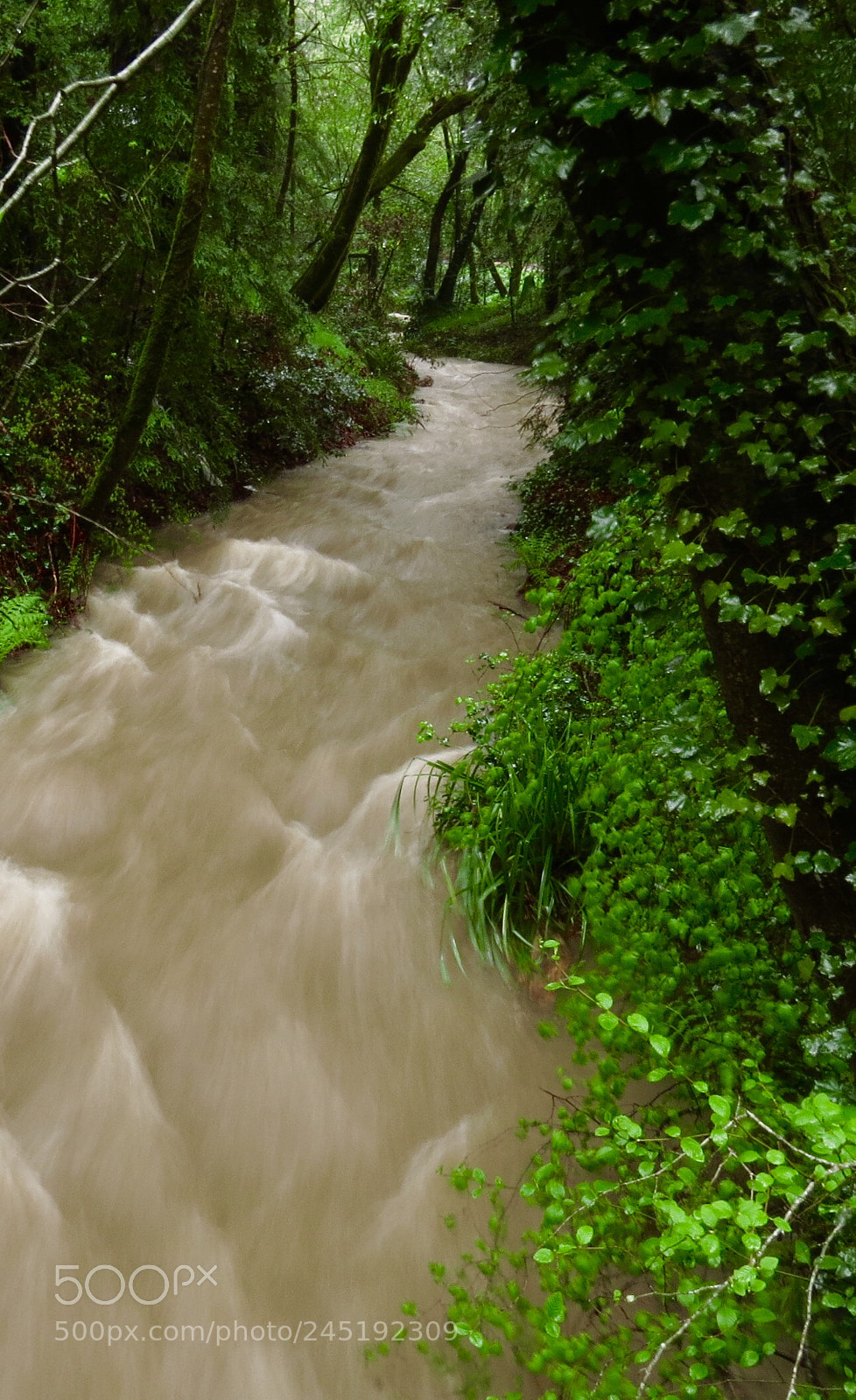 Canon PowerShot SX40 HS sample photo. Extended rainfall, mill valley photography