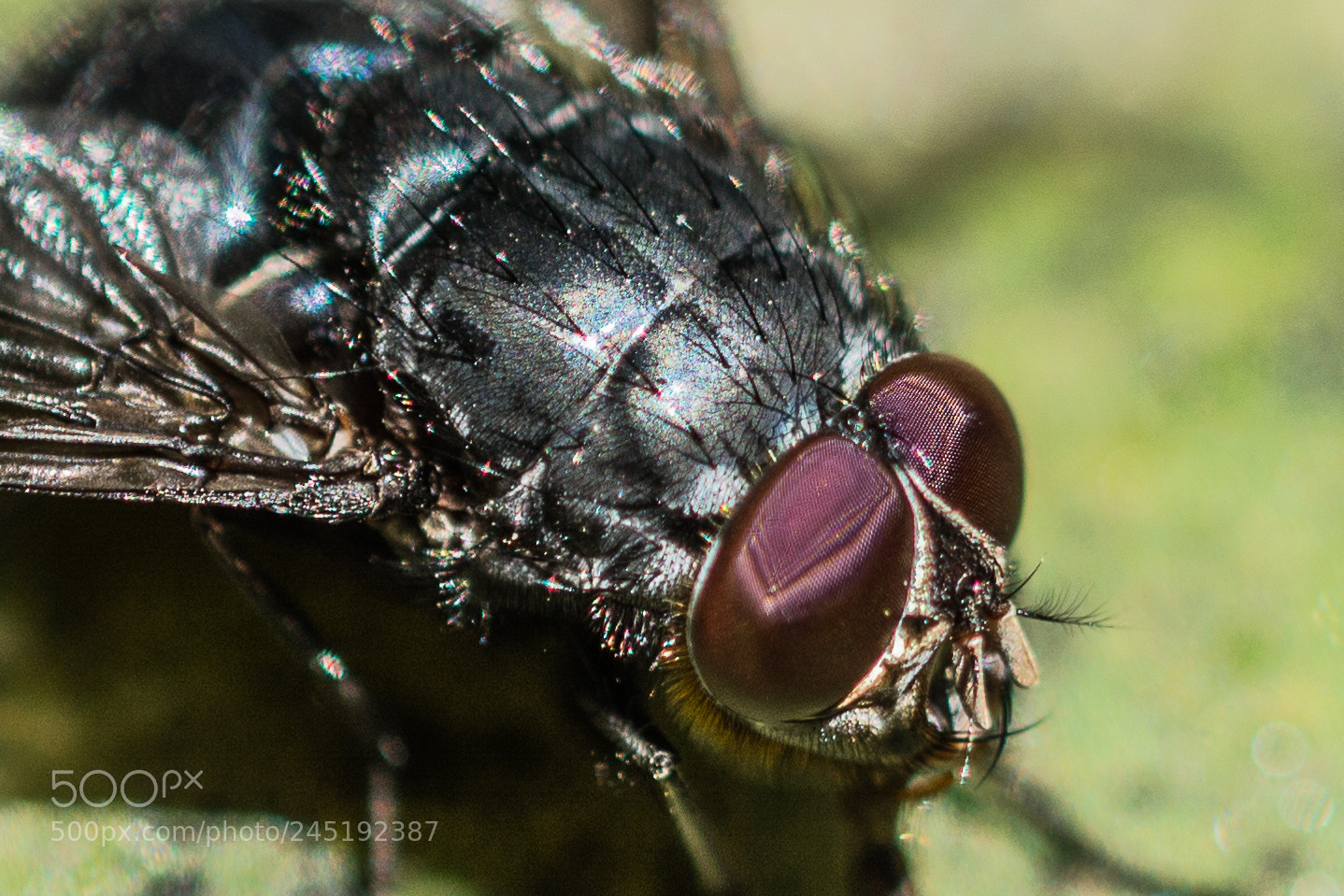 Nikon D7100 sample photo. Fly photography