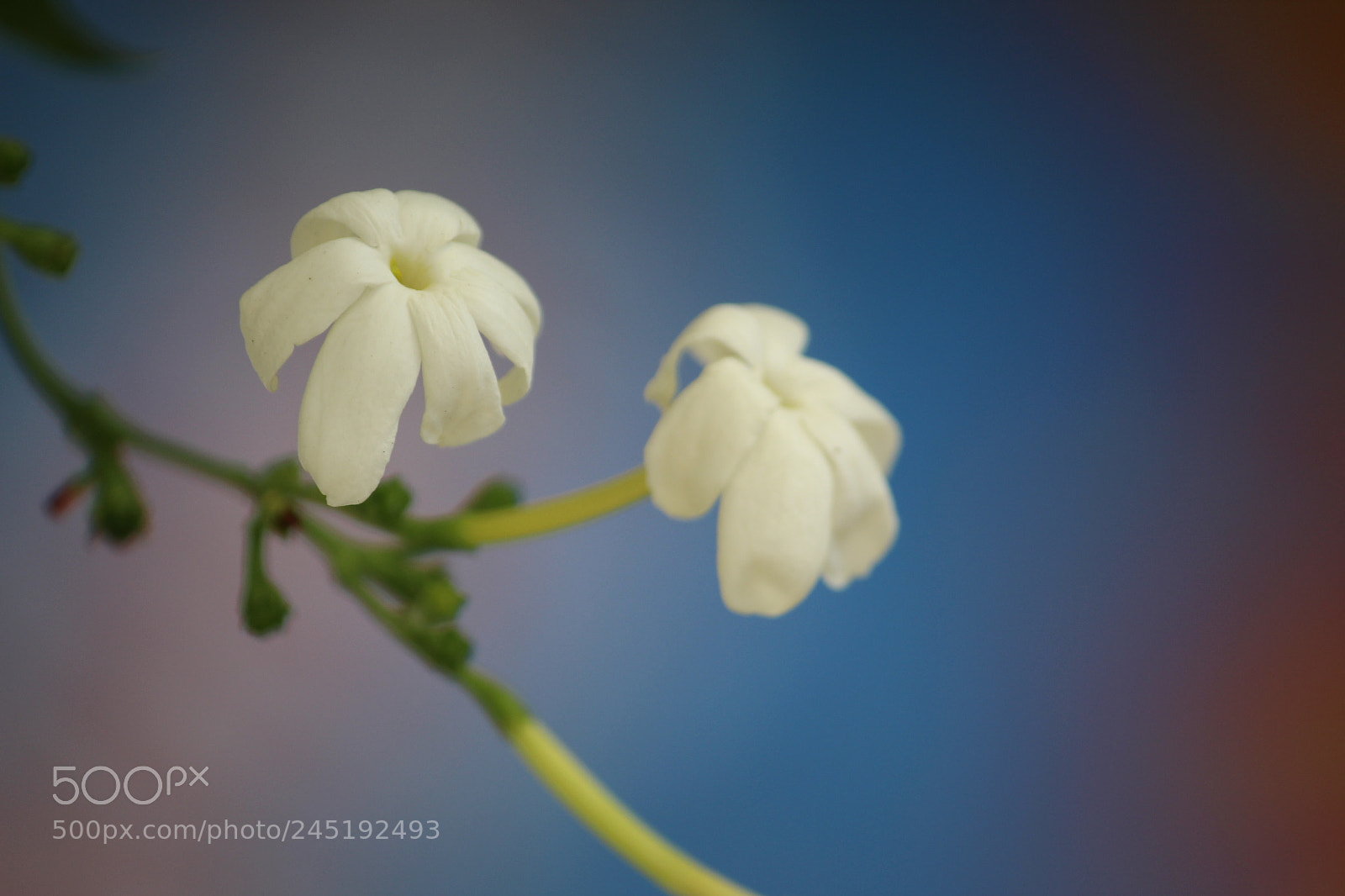 Canon EF-S 55-250mm F4-5.6 IS II sample photo. Hey....beautifull photography
