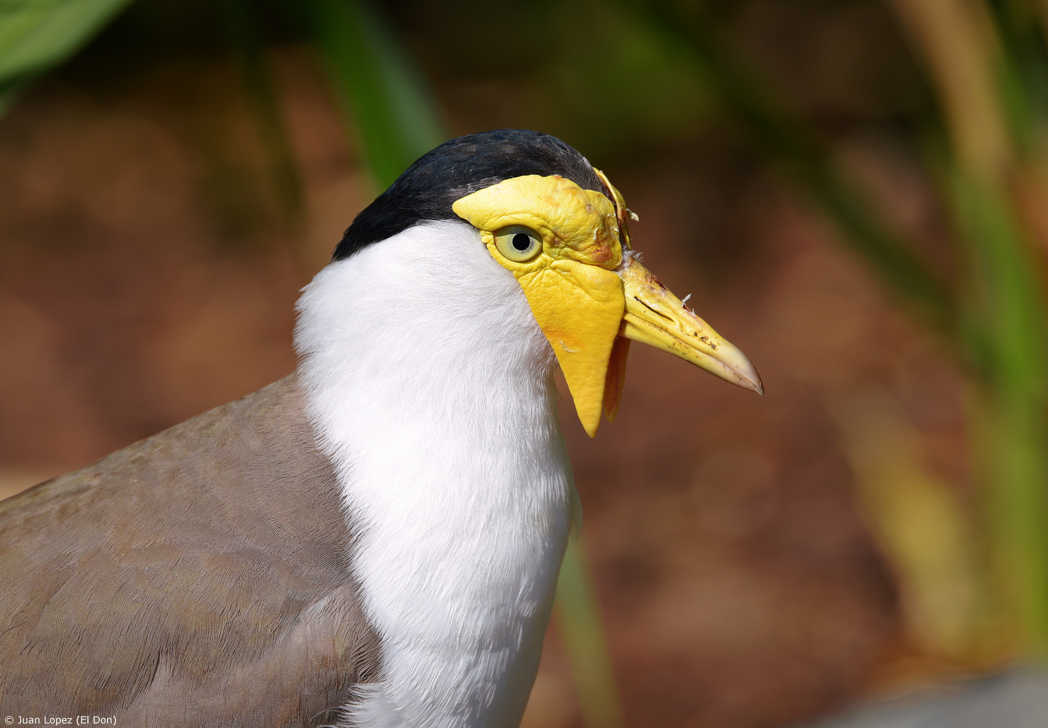 Nikon D810 + Sigma 150-600mm F5-6.3 DG OS HSM | S sample photo. Bird..unique...eyes that fascinate..!! photography