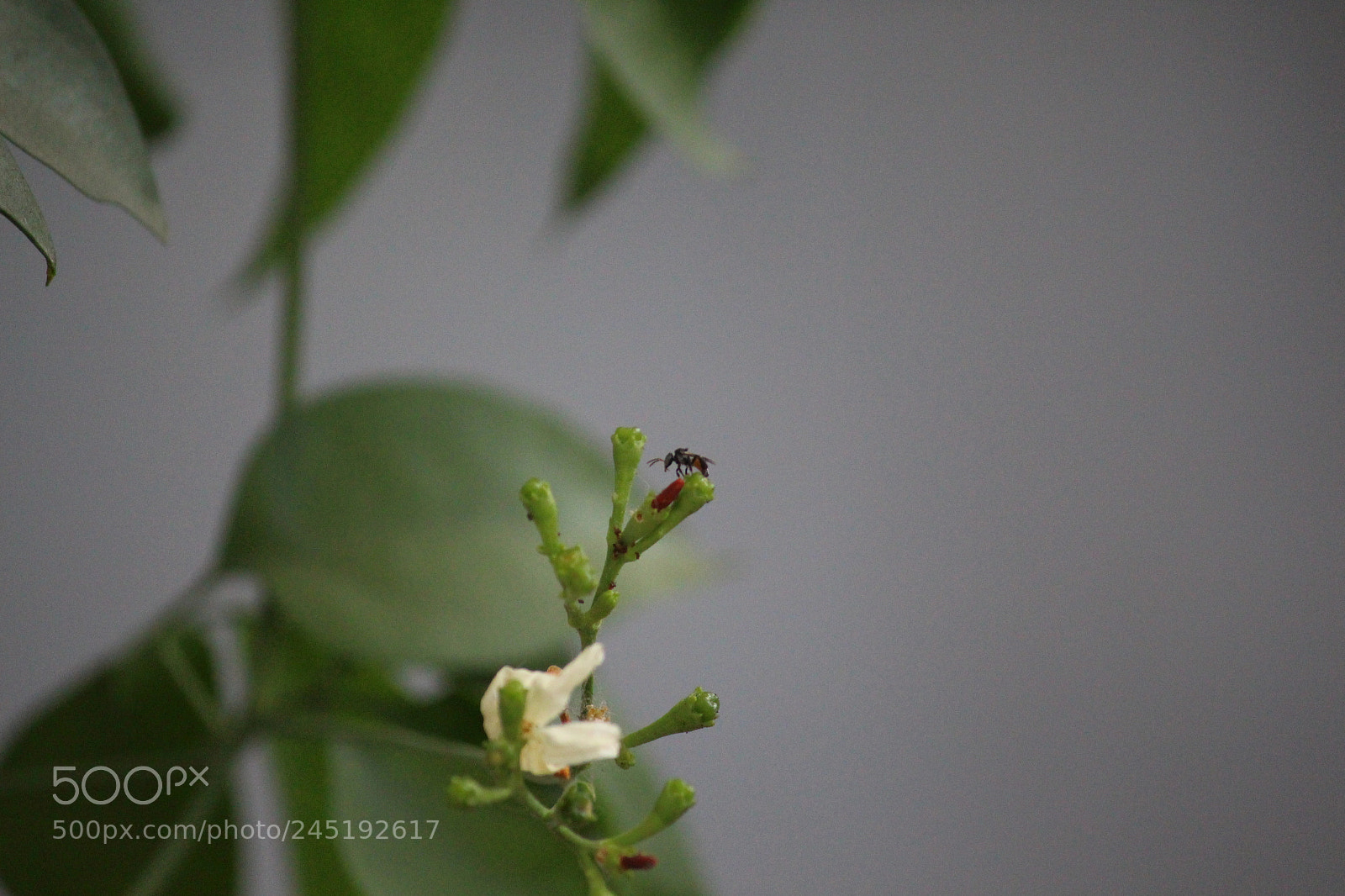 Canon EF-S 55-250mm F4-5.6 IS II sample photo. Nano fly photography