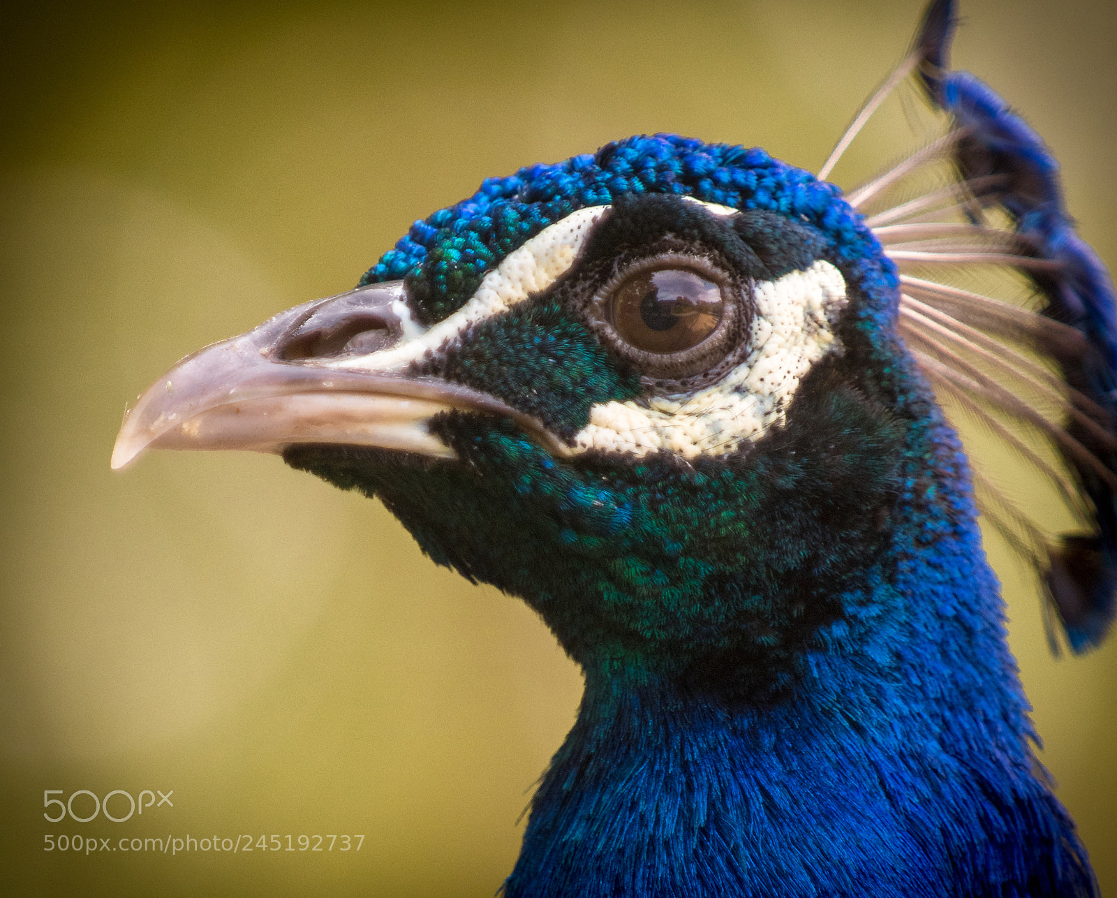 Nikon D500 sample photo. Peacock photography