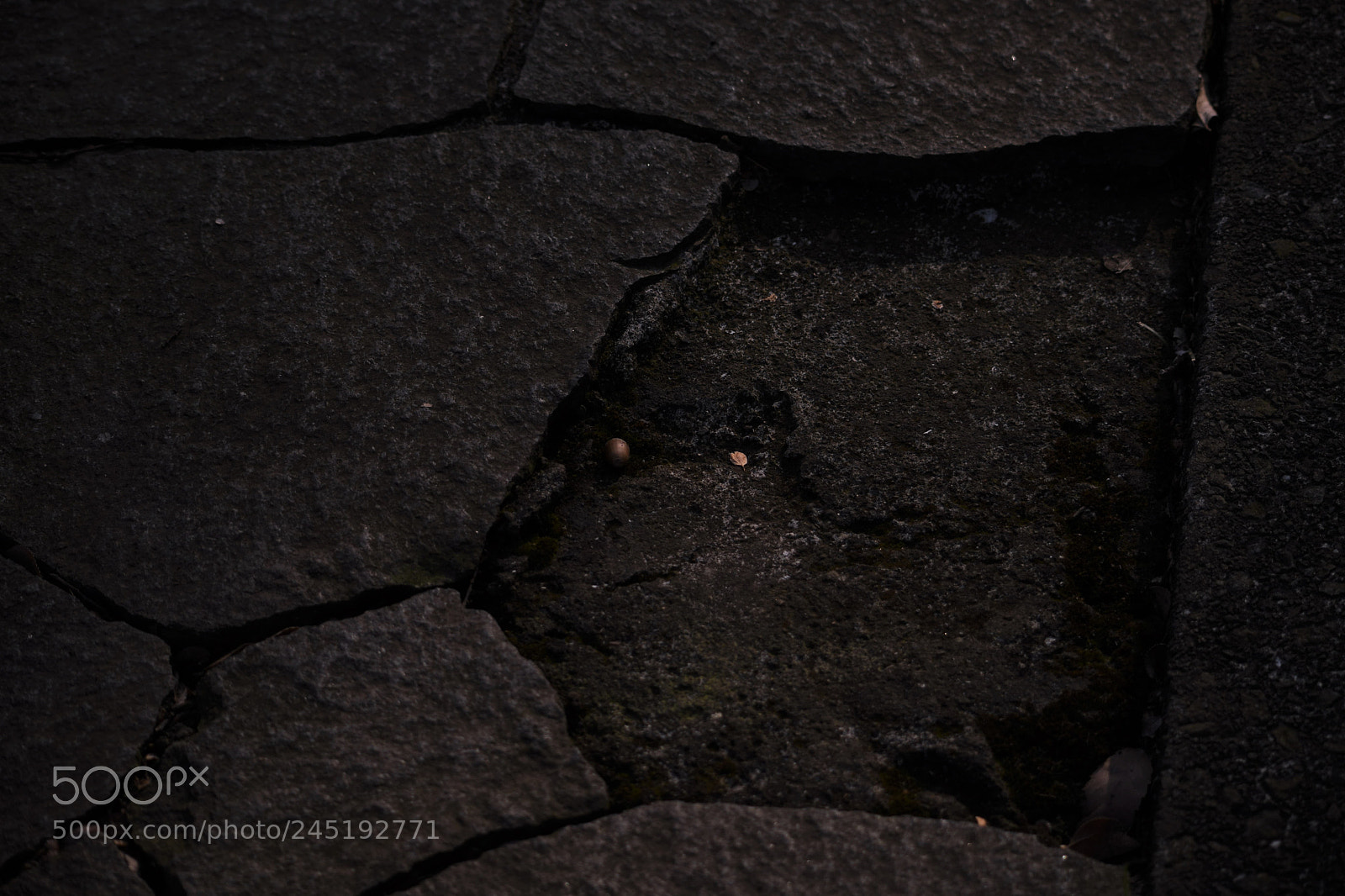 Nikon D500 sample photo. Acorn soup photography