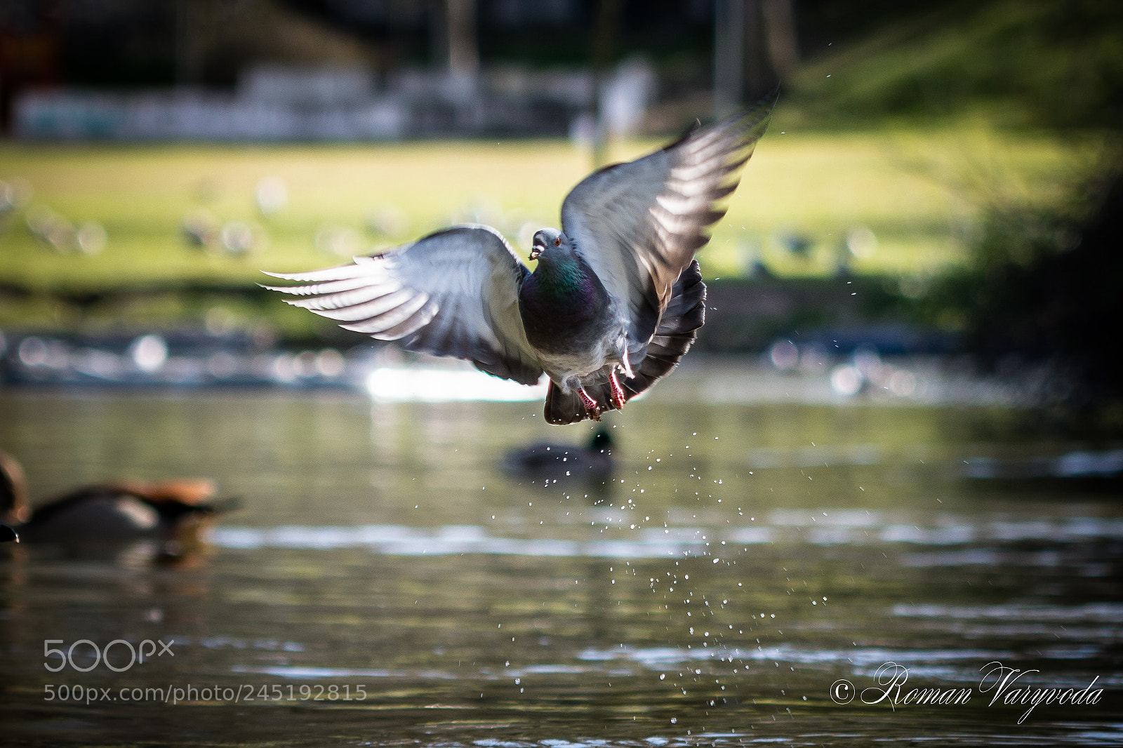 Nikon D7100 sample photo. Columba photography