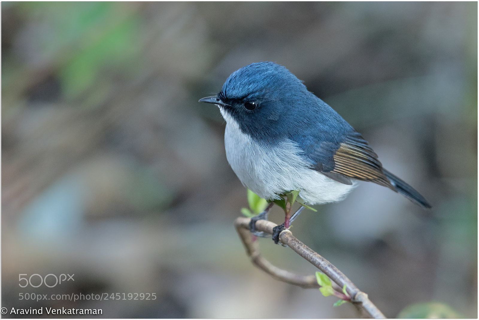 Canon EOS 7D Mark II sample photo. Slaty blue flycatcher photography