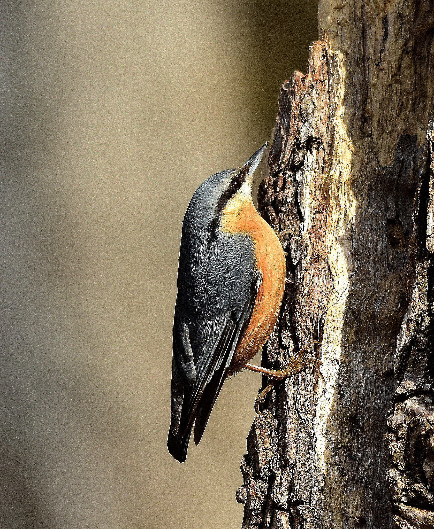 Nikon D7200 + Sigma 150-500mm F5-6.3 DG OS HSM sample photo. Picchio muratore photography