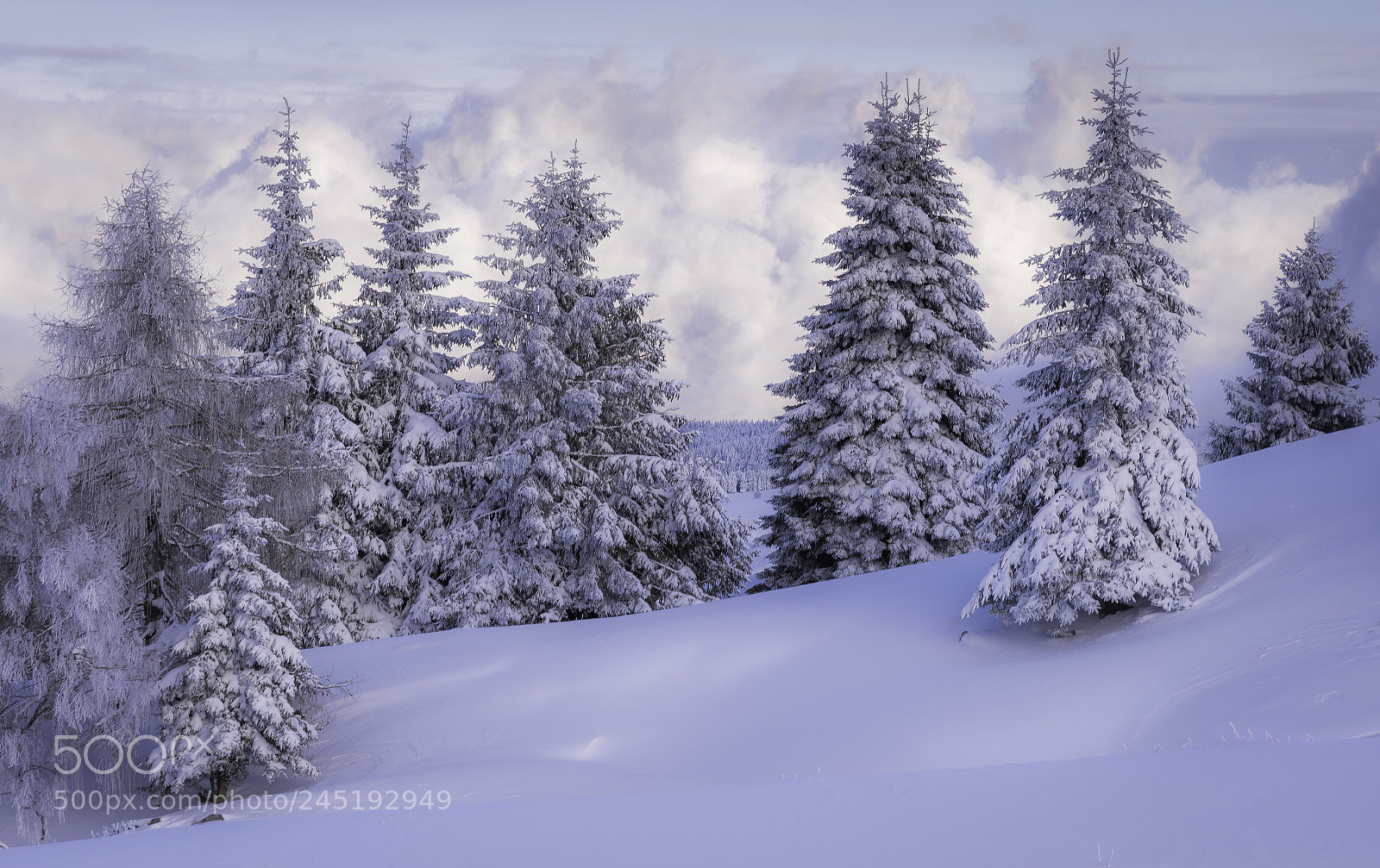 Nikon D500 sample photo. Winter photography