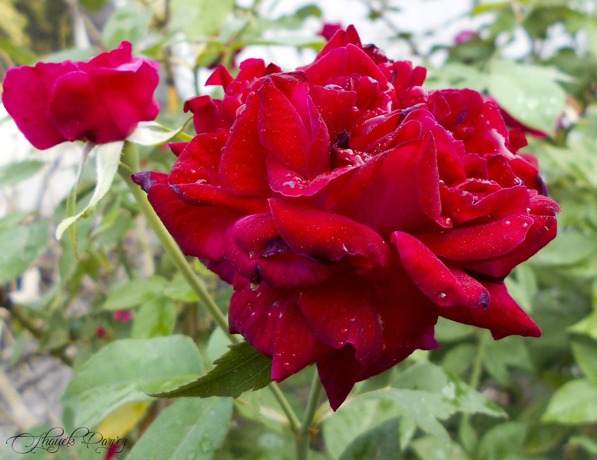 Nikon Coolpix S2900 sample photo. Rose photography