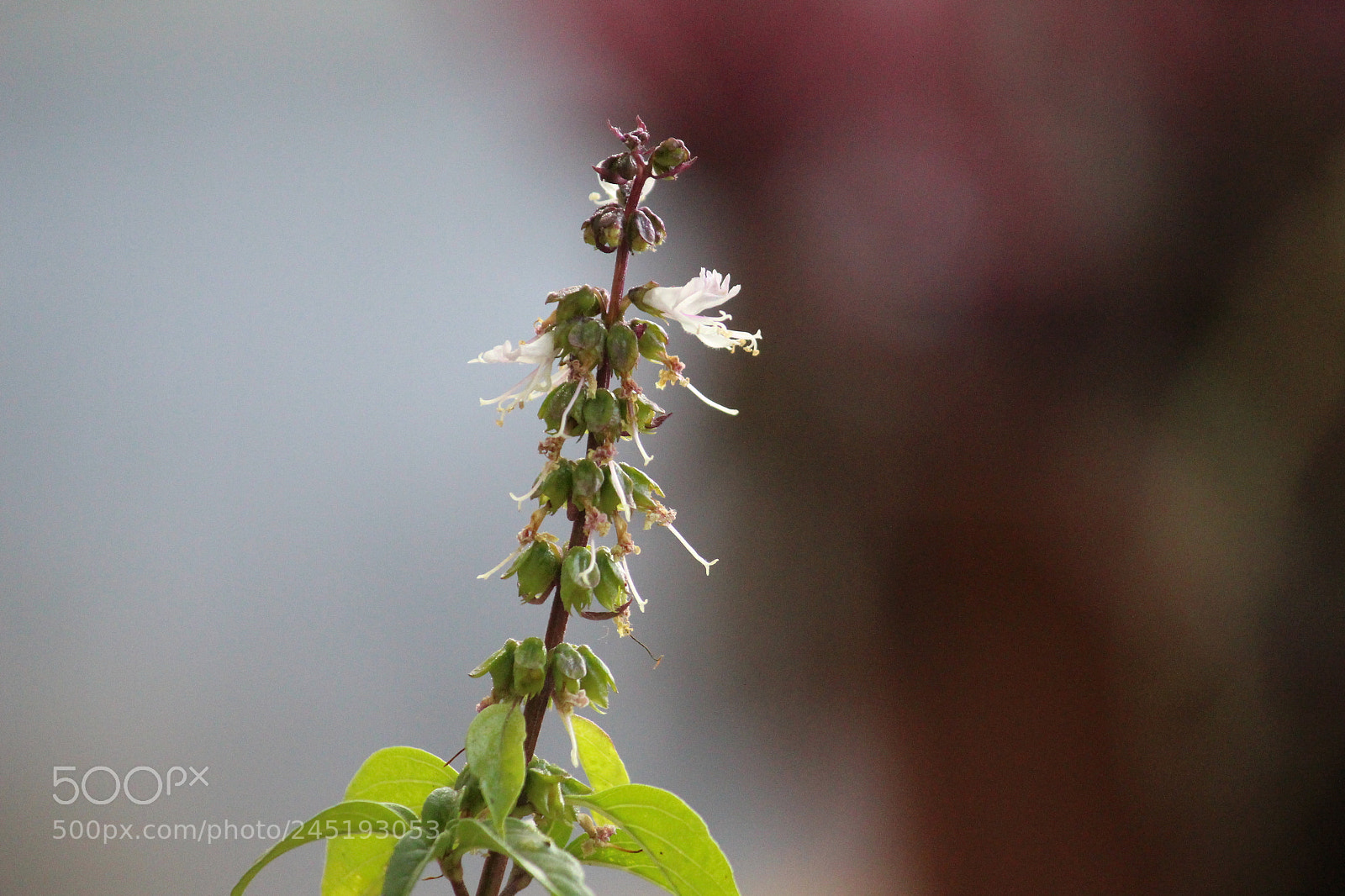 Canon EF-S 55-250mm F4-5.6 IS II sample photo. Seads photography