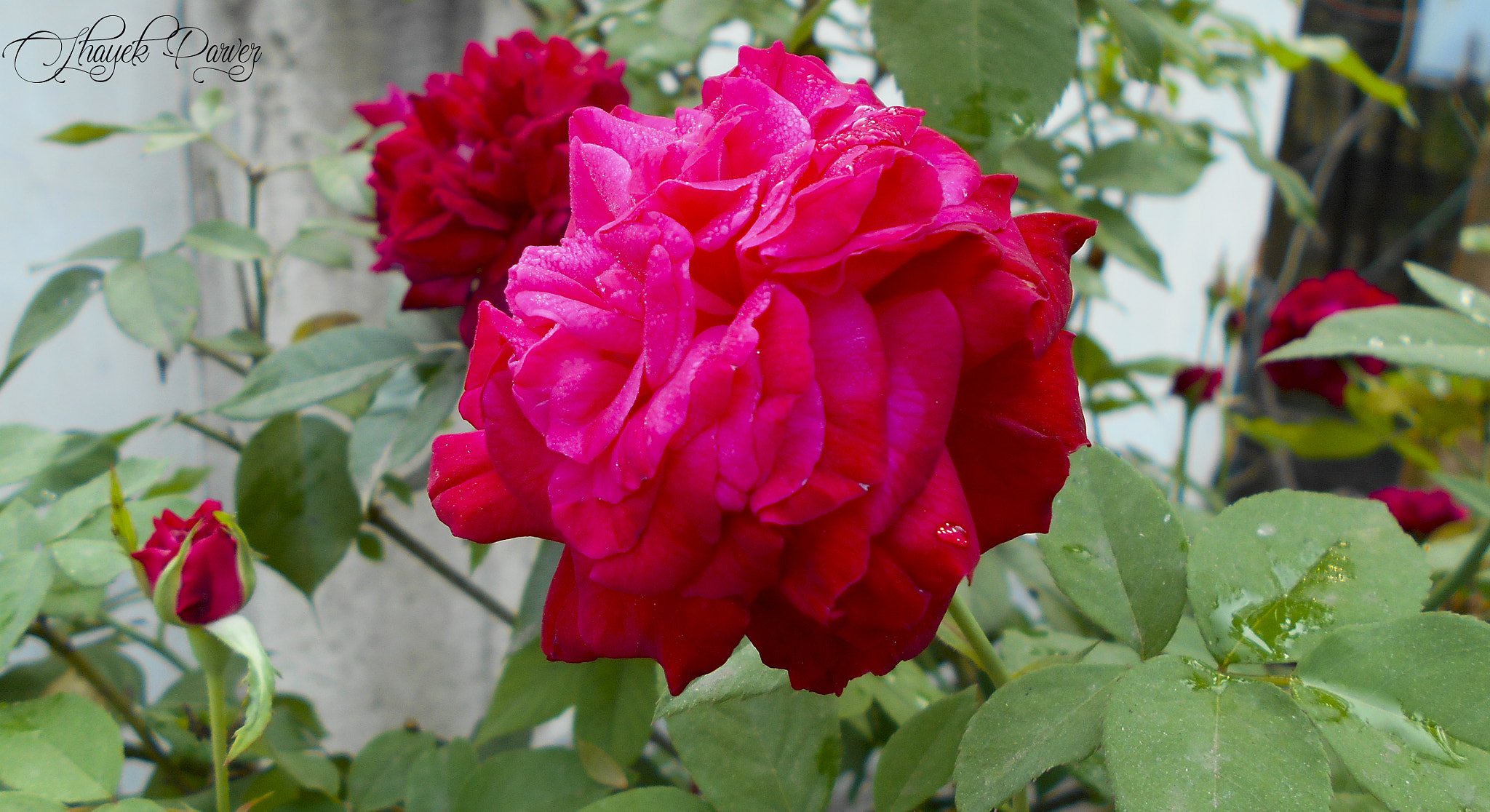 Nikon Coolpix S2900 sample photo. Rose photography
