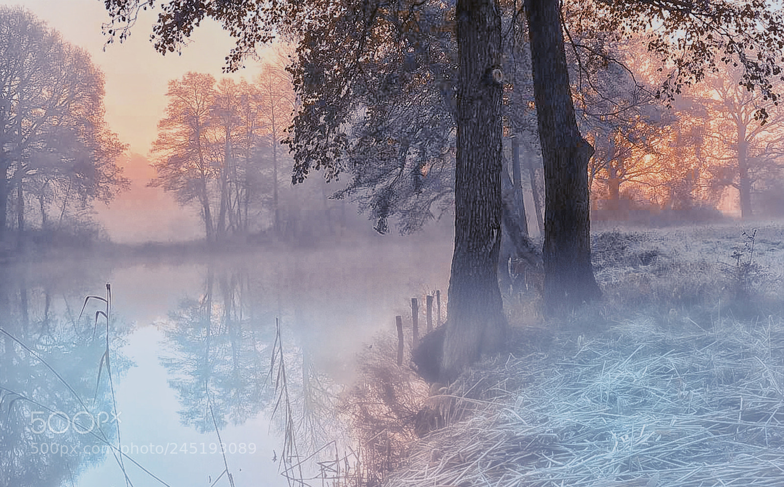 Nikon D7100 sample photo. Frosty morning photography